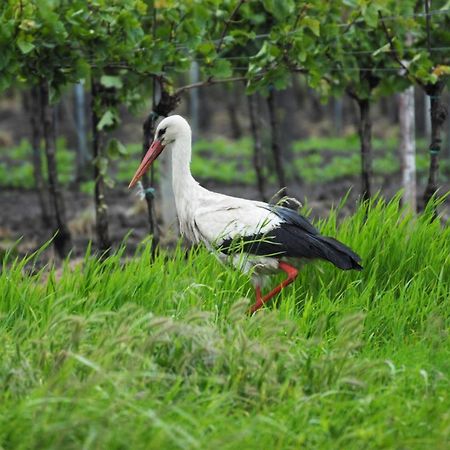 Pension & Weingut Storchenblick Illmic Kültér fotó