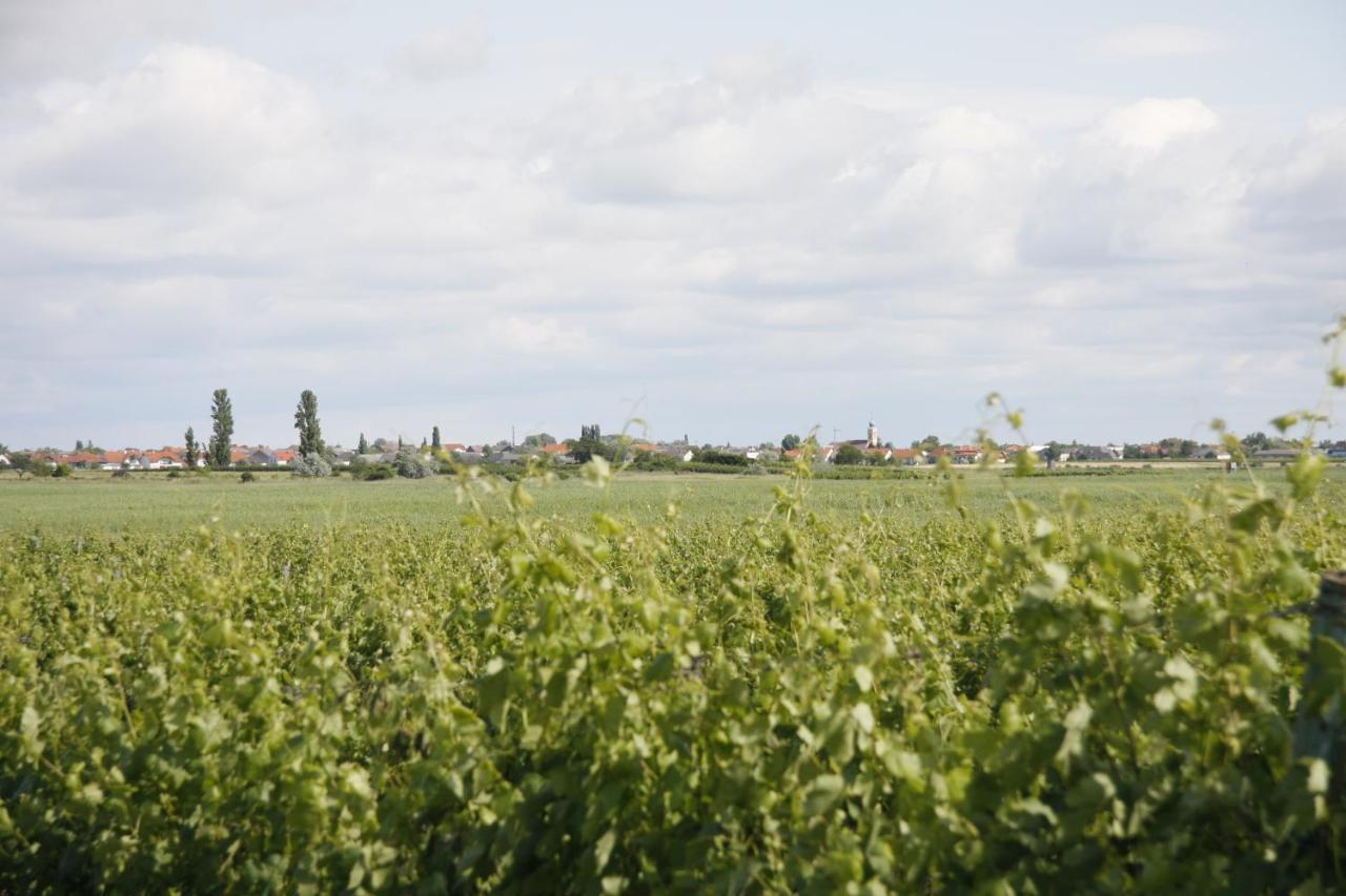 Pension & Weingut Storchenblick Illmic Kültér fotó
