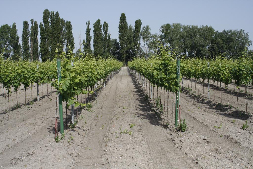 Pension & Weingut Storchenblick Illmic Kültér fotó